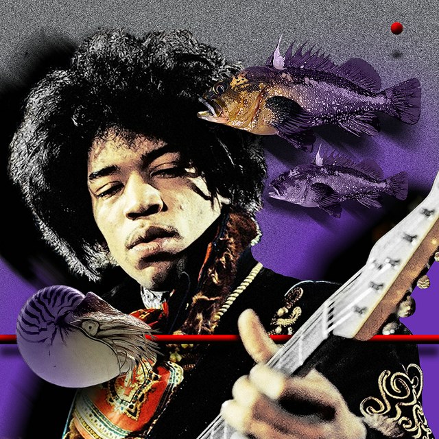 Jimi Hendrix - slika Zorana Mujbegovica