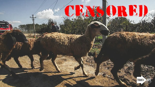 Ovce - srušeni nasip na Savi